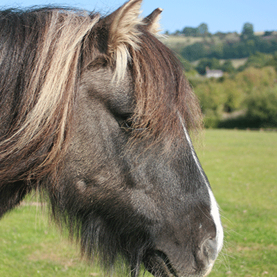Horses and ponies at Clwyd Special Riding Centre