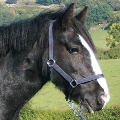 Horses and ponies at Clwyd Special Riding Centre